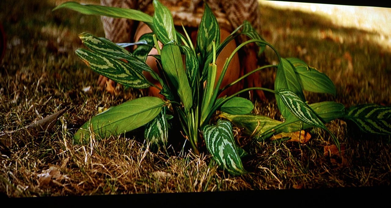 Найти растение по фотографии с телефона онлайн